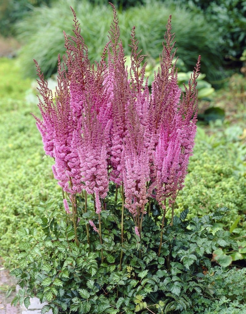 Spirea (Astilbe chinensis 'Purperkerze')