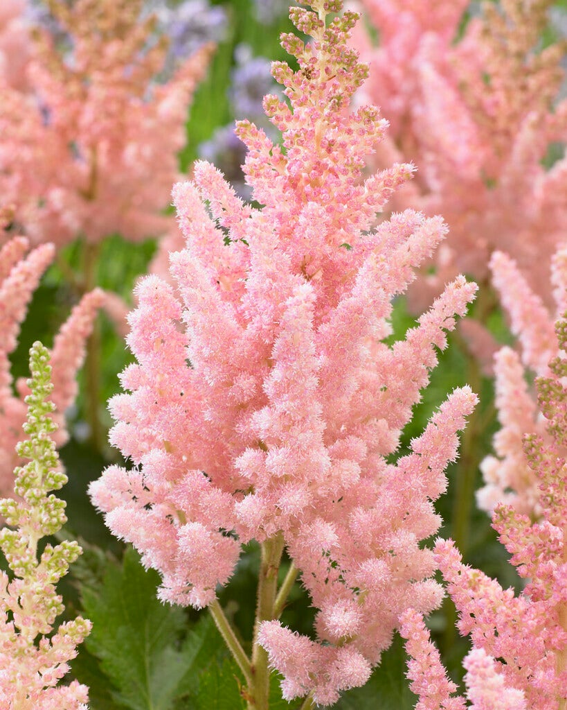 Spirea (Astilbe chinensis 'Vision Inferno')