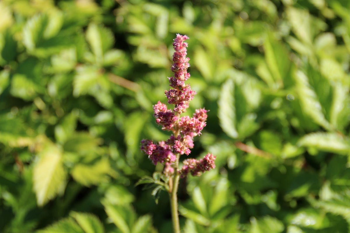 Pluimspirea (Astilbe chinensis 'Visions in Pink')