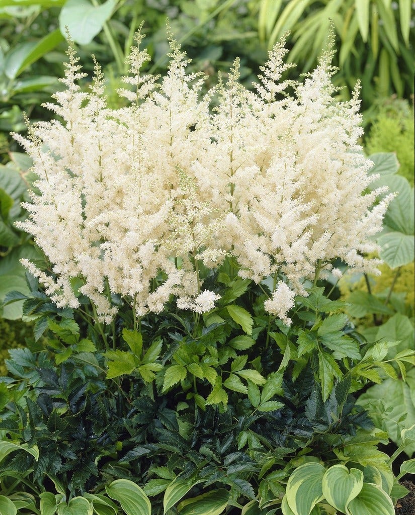 Spirea (Astilbe 'Diamant')