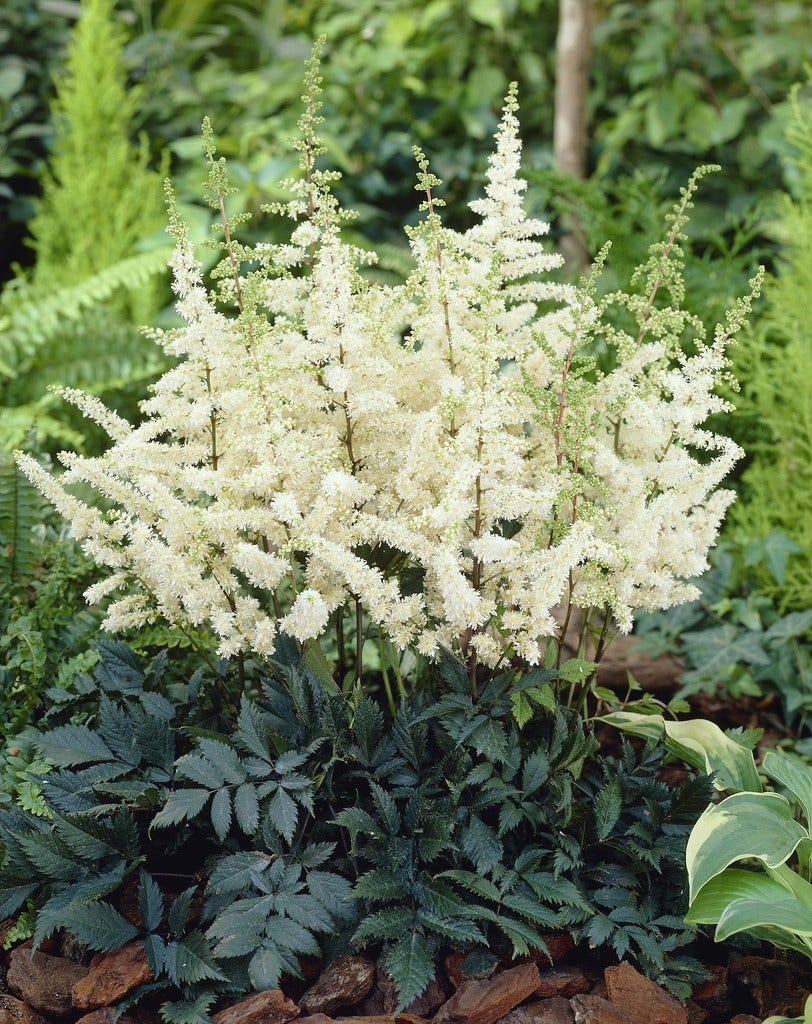 Spirea (Astilbe 'Ellie')