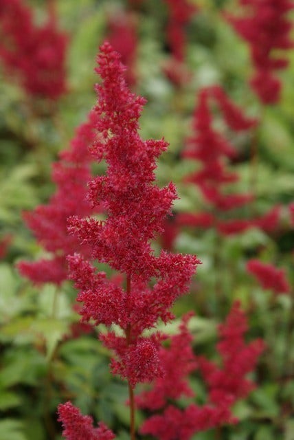 Spirea (Astilbe 'Fanal')