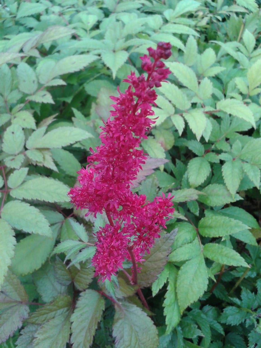 Spirea (Astilbe 'Glut')