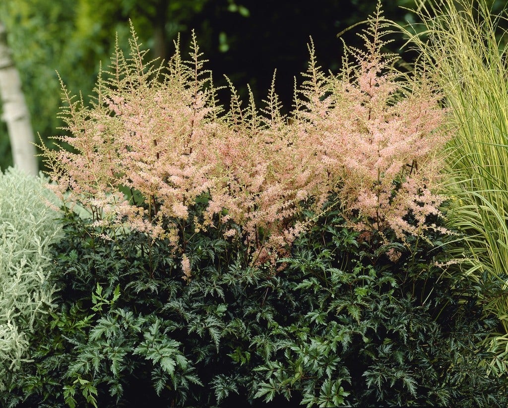 Spirea (Astilbe 'Hennie Graafland')