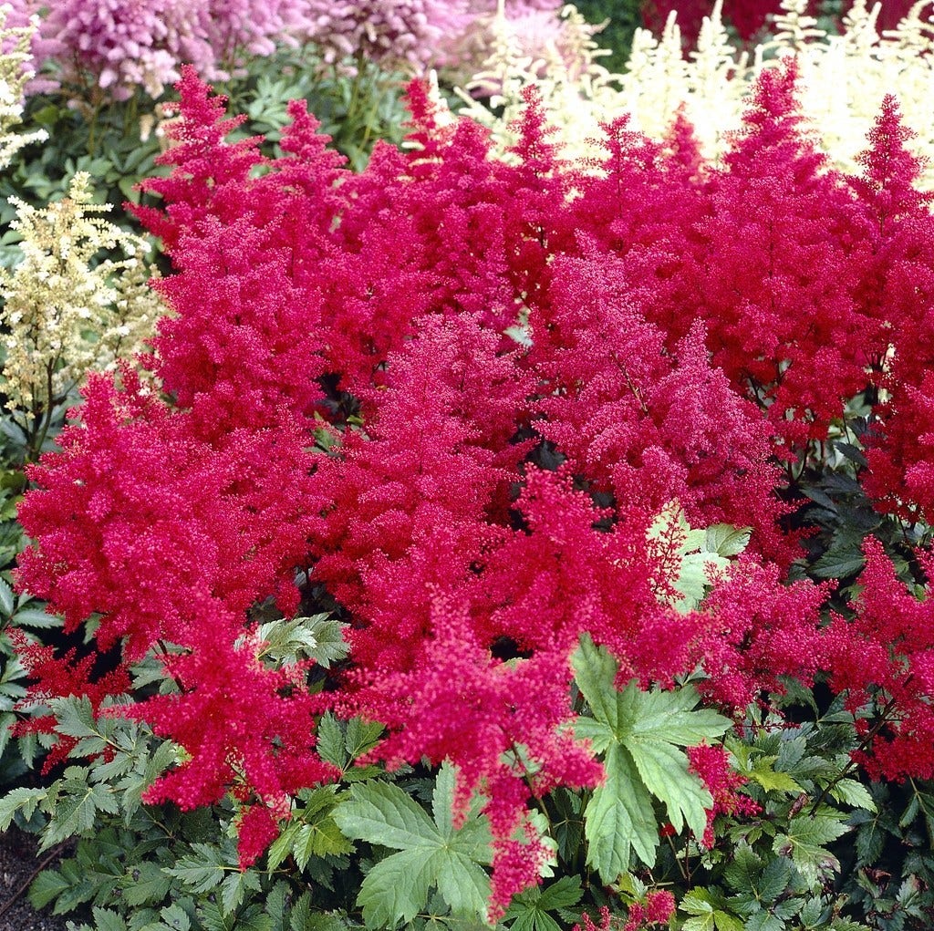 Spirea (Astilbe 'Montgomery')