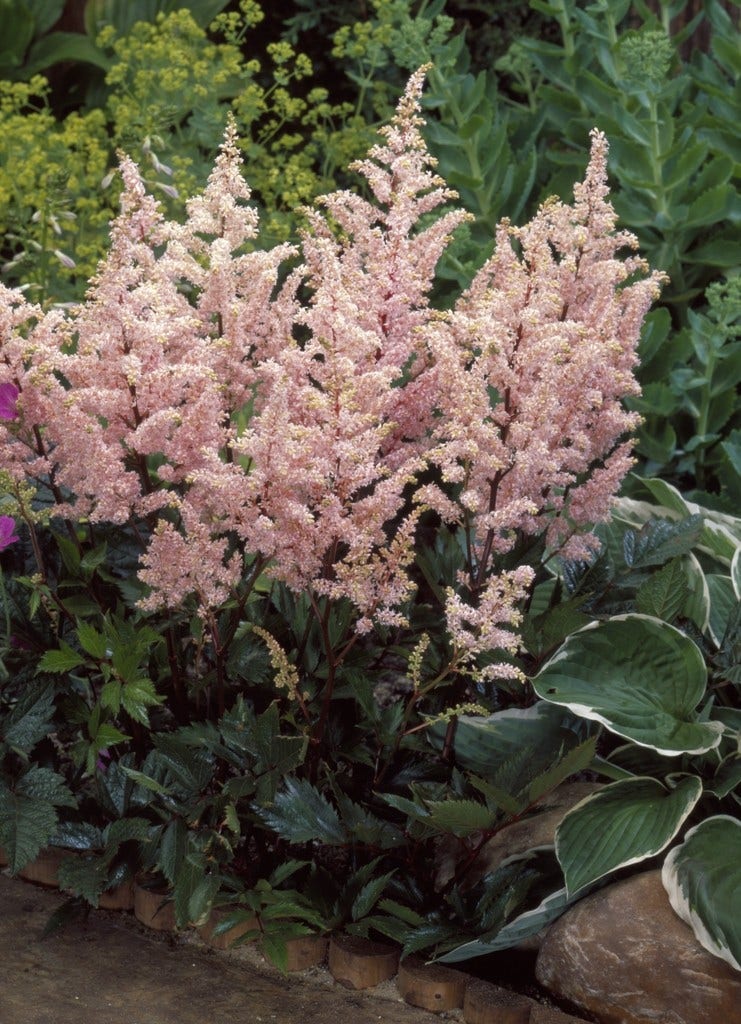 Spirea (Astilbe 'Peach Blossom')