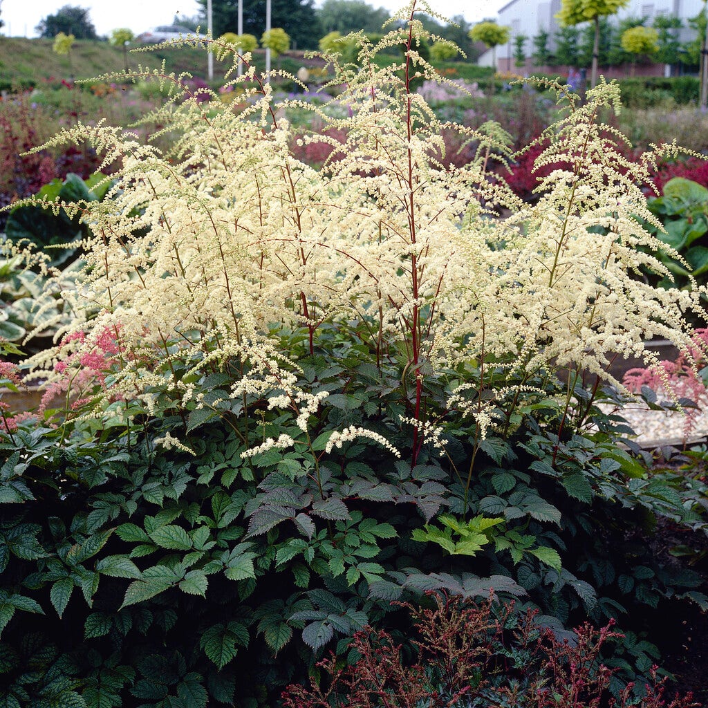 Spirea (Astilbe 'Professor van der Wielen')