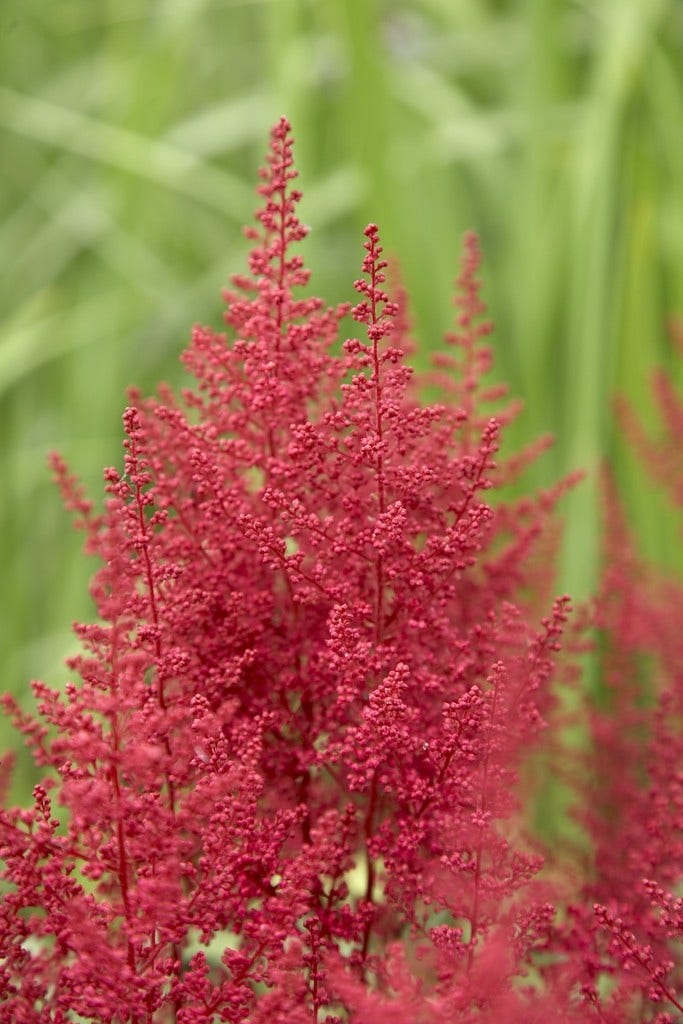 Spirea (Astilbe 'Red Sentinel')