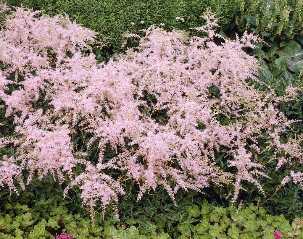 Spirea (Astilbe 'Sprite')