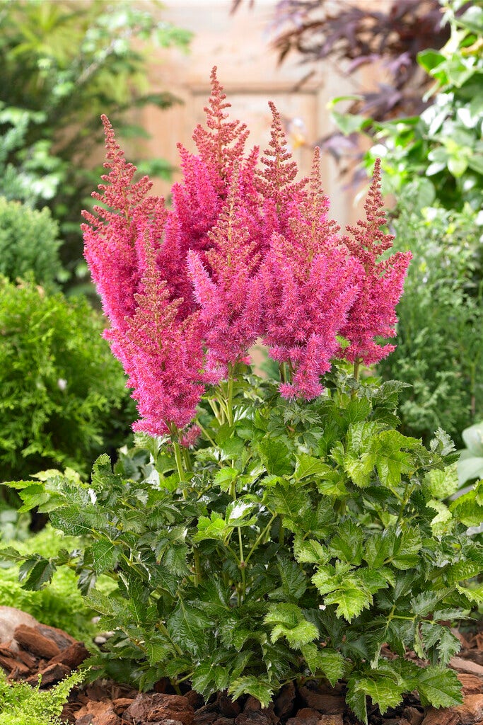 Spirea (Astilbe 'Stand and Deliver')