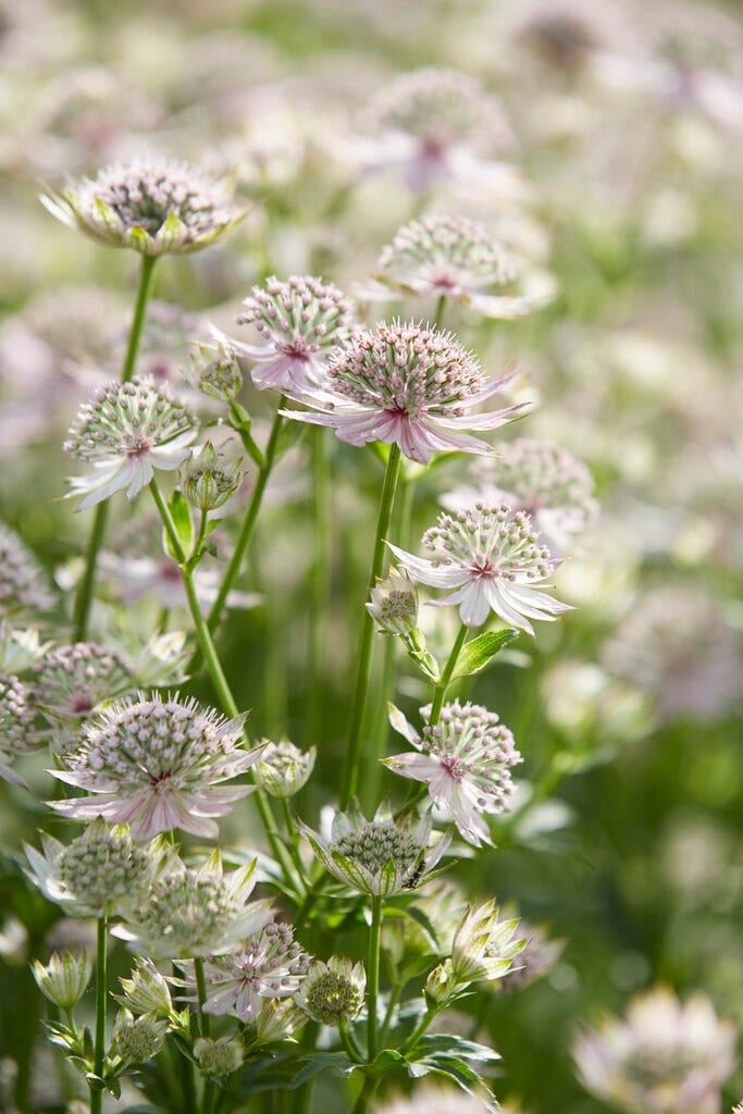 Zeeuws knoopje (Astrantia major 'Florence')