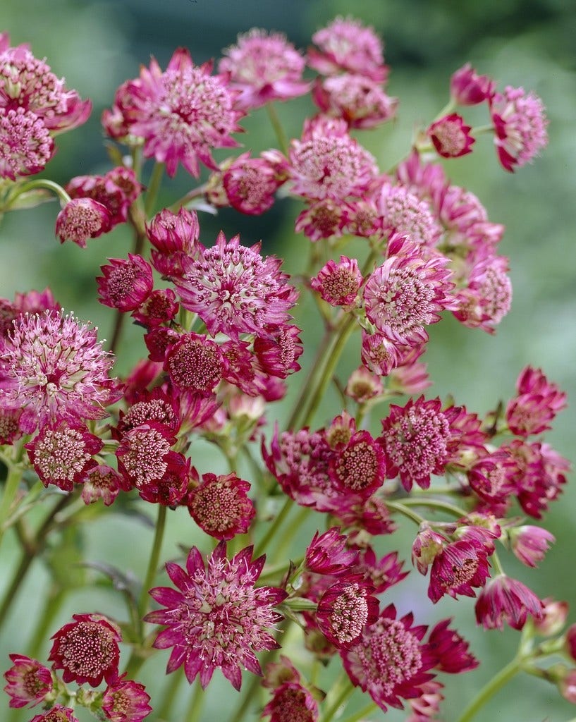 Zeeuws knoopje (Astrantia major 'Lars')