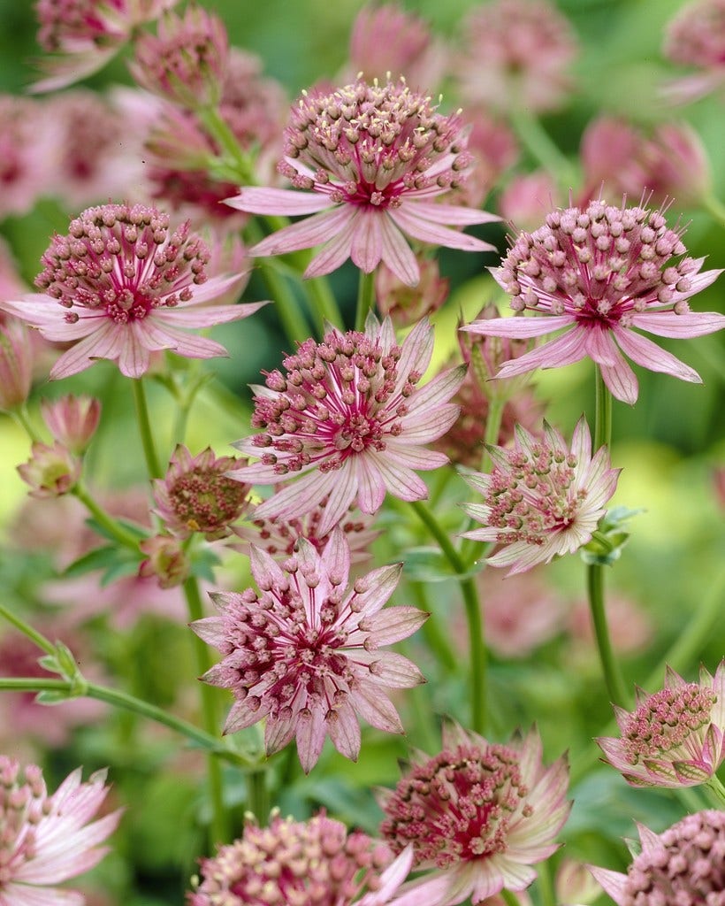 Zeeuws knoopje (Astrantia major 'Roma')