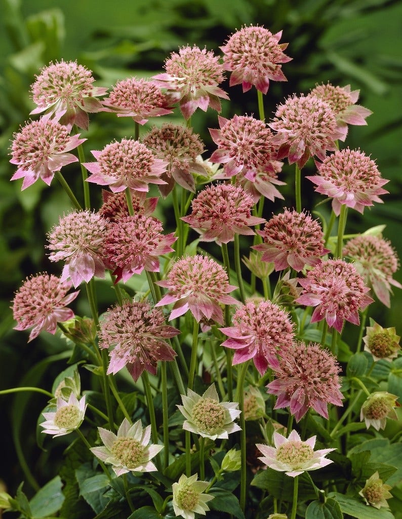 Zeeuws knoopje (Astrantia major 'Rosea')