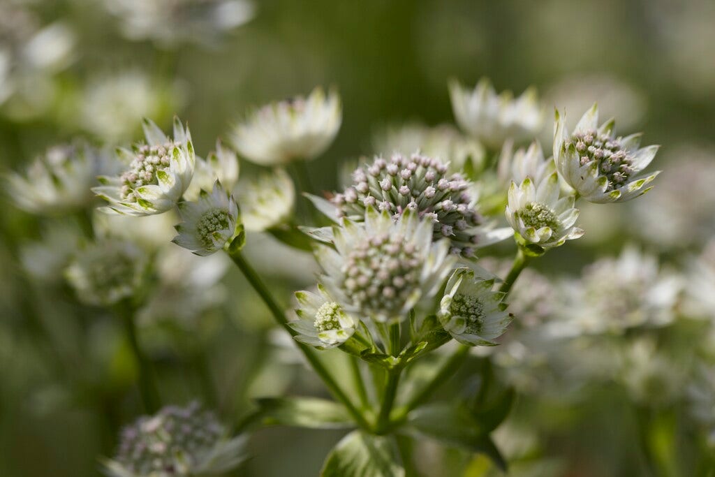 Zeeuws knoopje (Astrantia major 'Star of Billion')