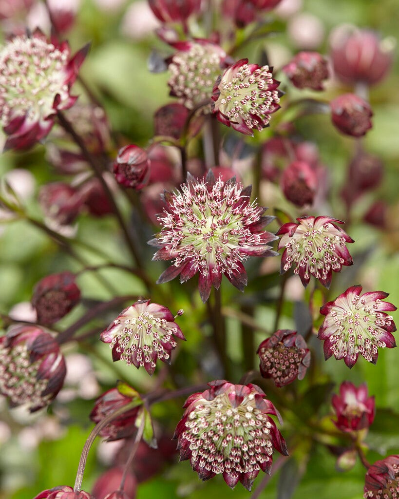 Zeeuws knoopje (Astrantia major 'Star of Passion')