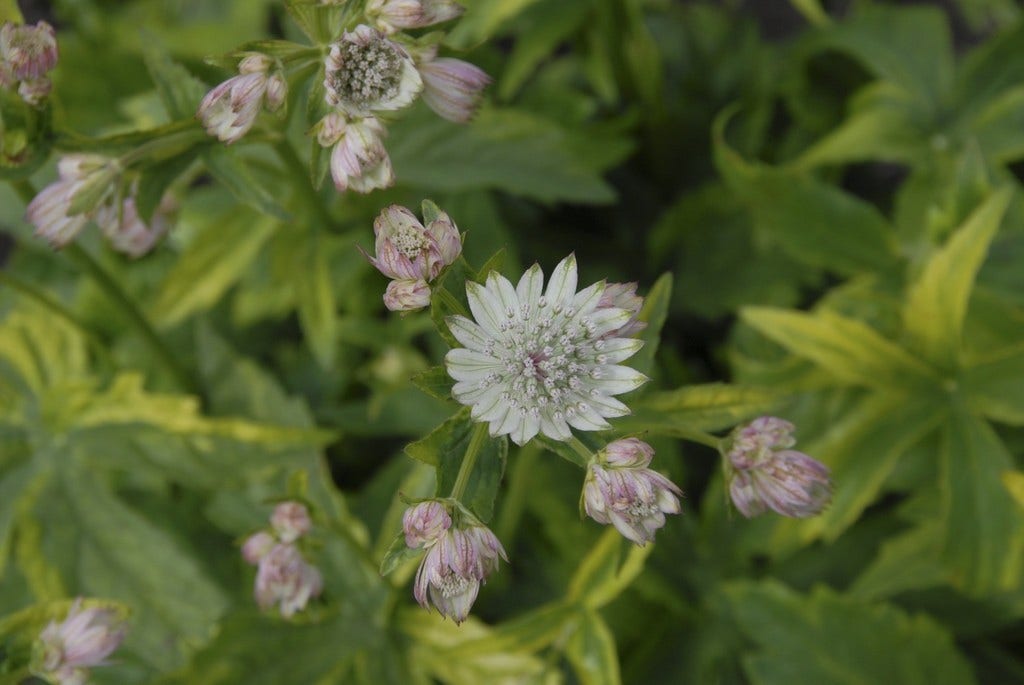 Zeeuws knoopje (Astrantia major 'Sunningdale Variegated')