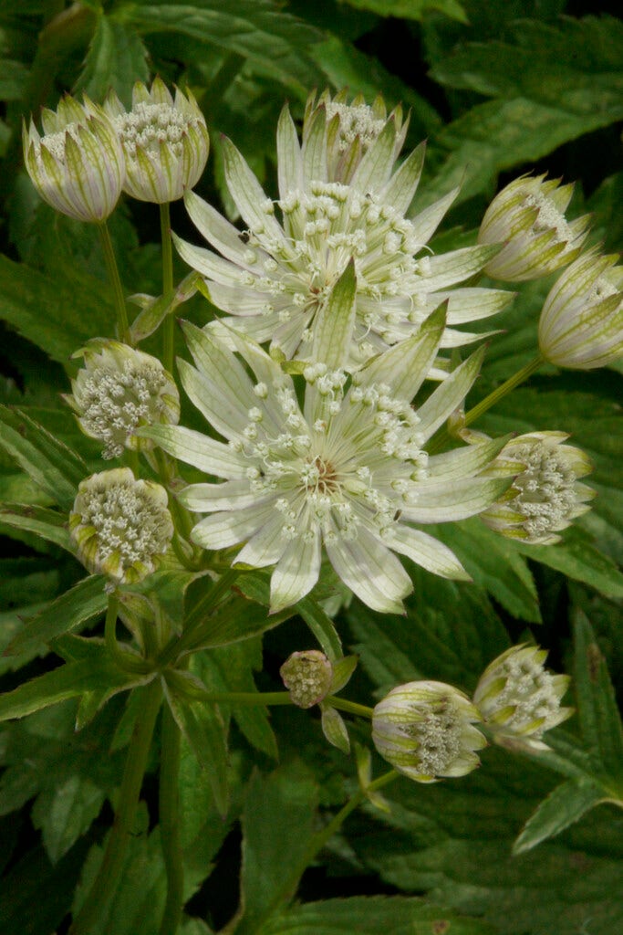 Zeeuws knoopje (Astrantia major 'Superstar')