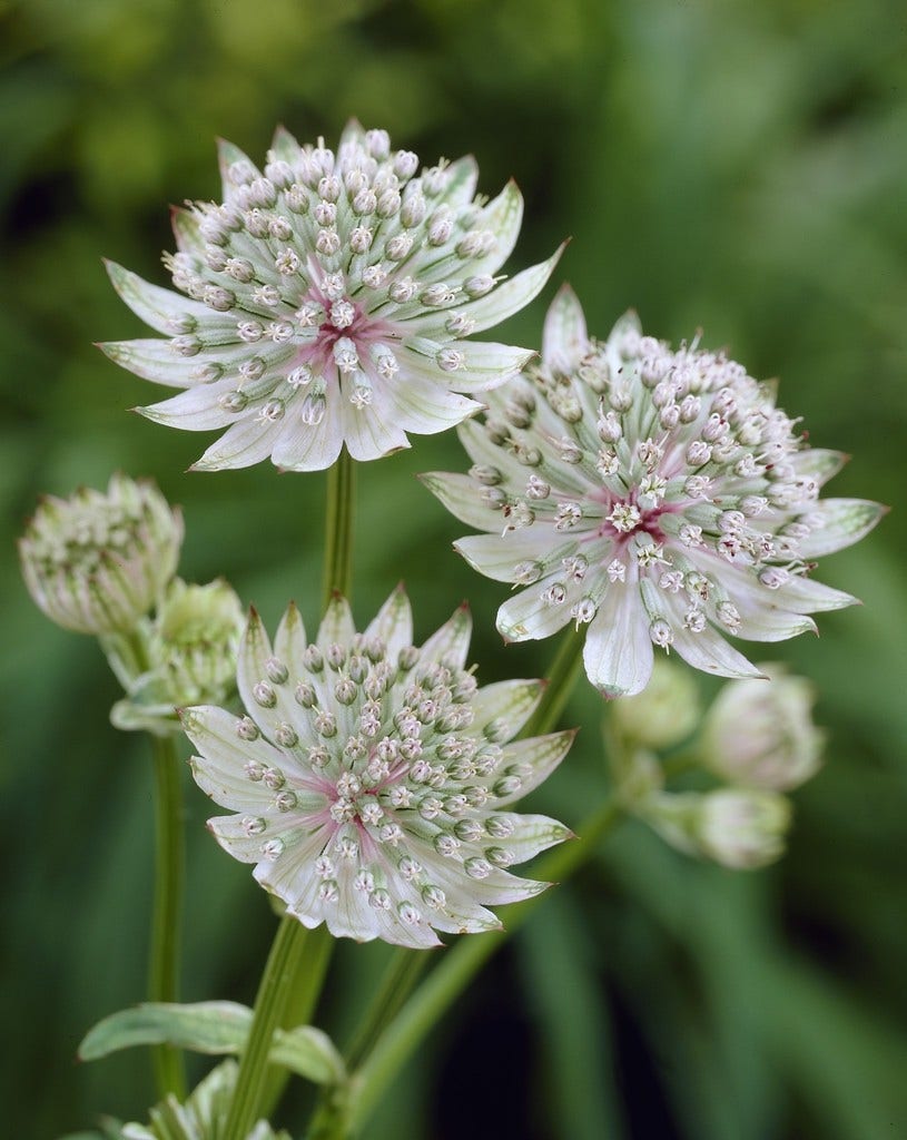 Zeeuws knoopje (Astrantia major)