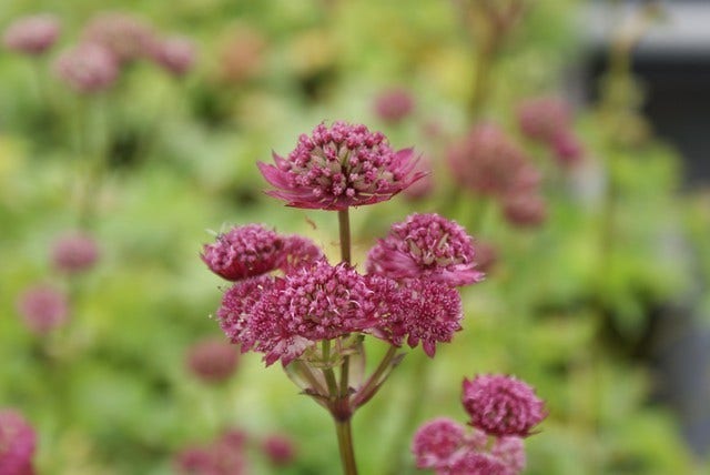 Zeeuws knoopje (Astrantia 'Ruby Star')