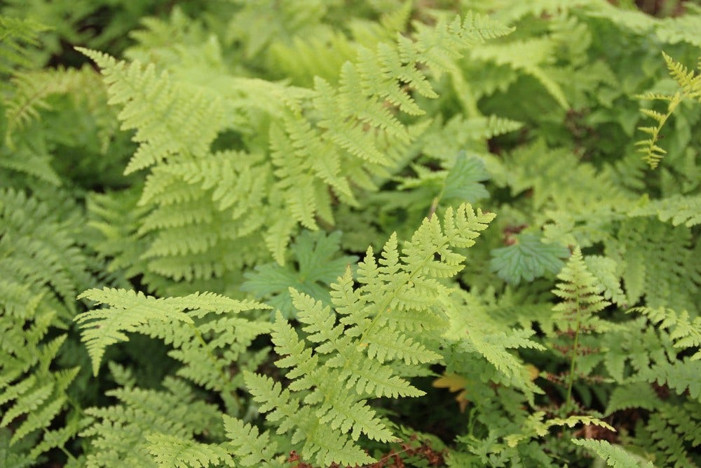 Wijfjesvaren (Athyrium filix-femina)