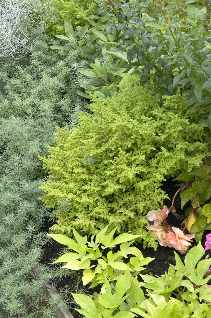 Wijfjesvaren (Athyrium filix-femina 'Frizelliae')