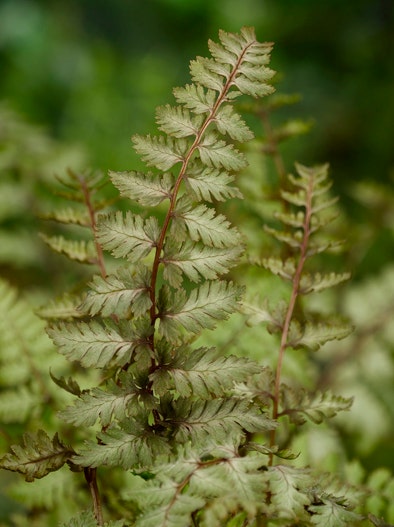 Wijfjesvaren (Athyrium niponicum 'Metallicum')