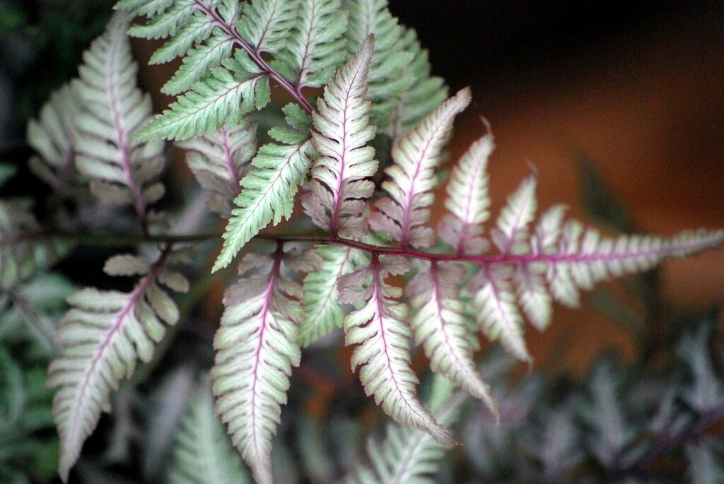 Wijfjesvaren (Athyrium niponicum 'Burgundy Lace')