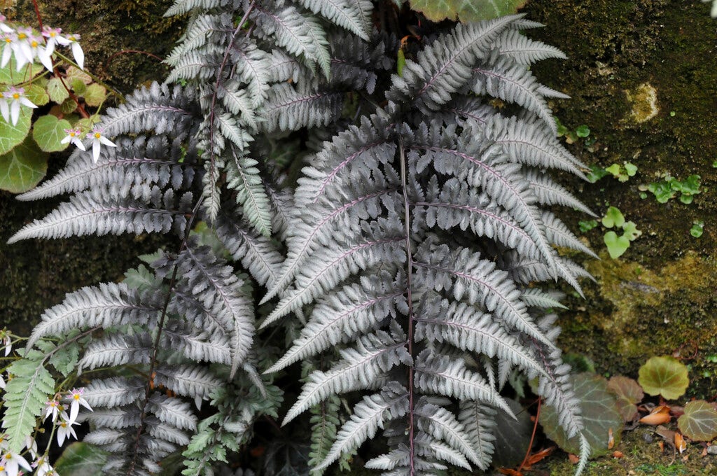 Wijfjesvaren (Athyrium niponicum 'Pewter Lace')