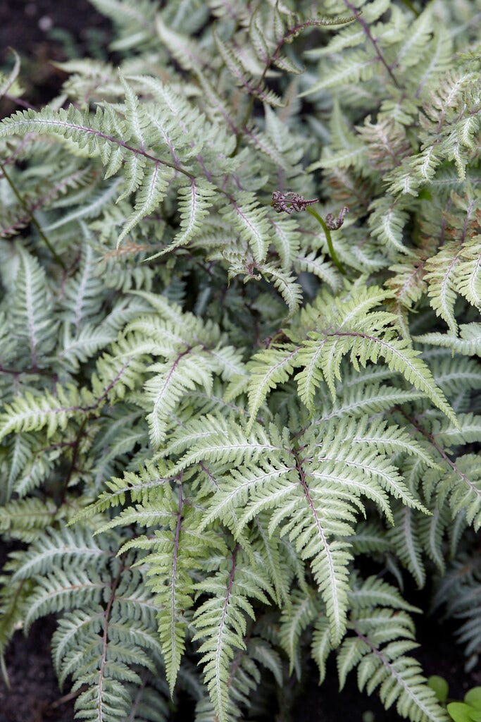 Wijfjesvaren (Athyrium niponicum 'Silver Falls')