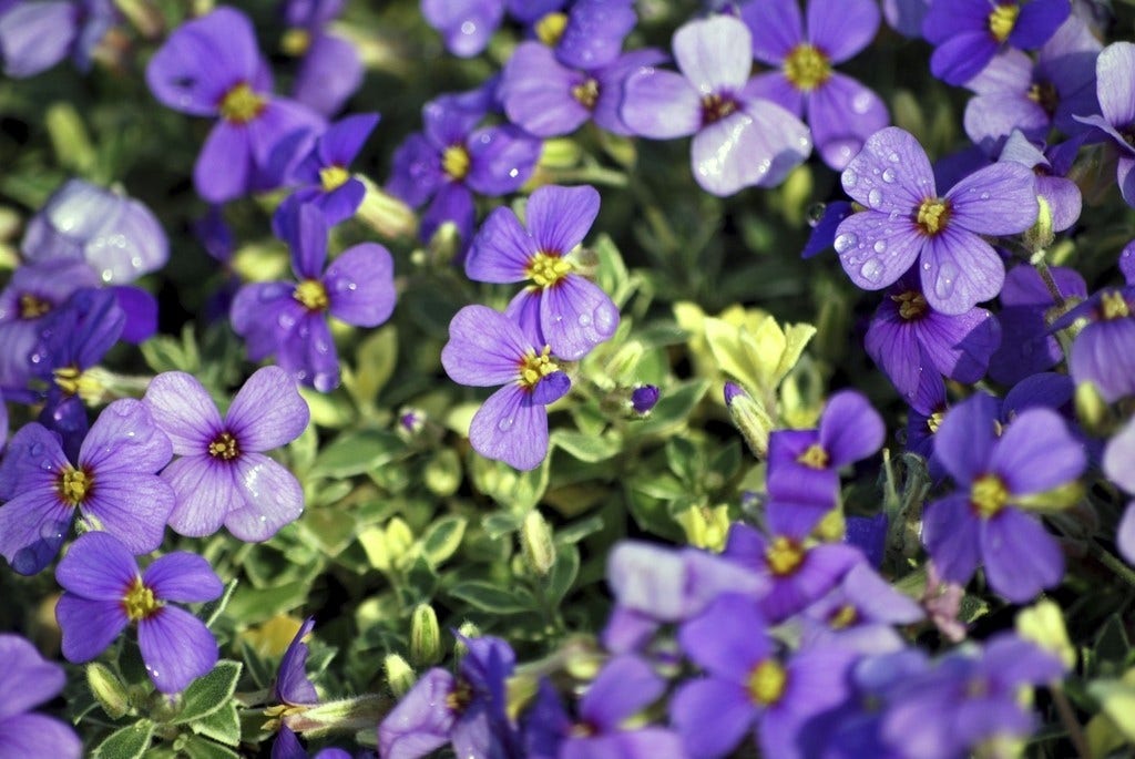 Blauwkussen (Aubrieta 'Argenteovariegata')