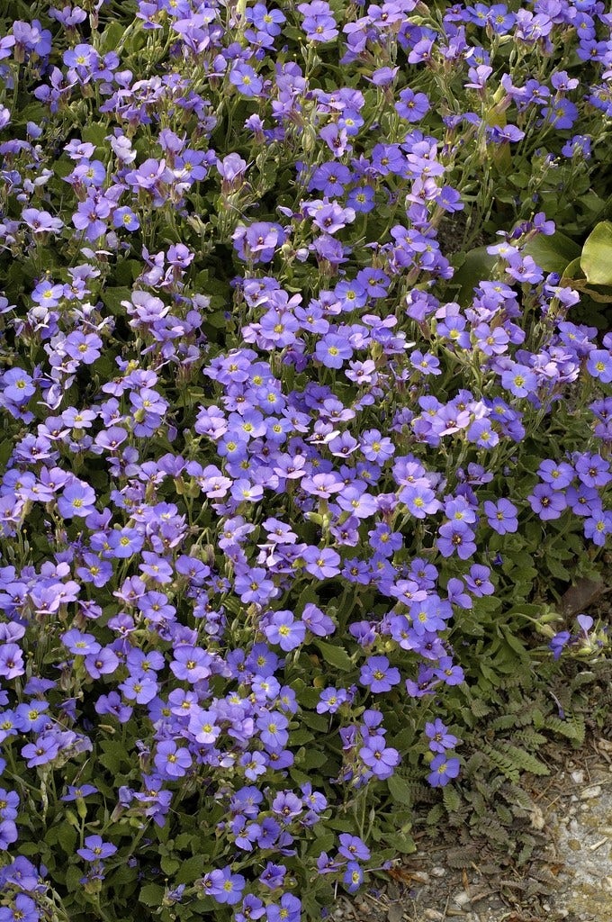 Blauwkussen (Aubrieta 'Blue Emperor')