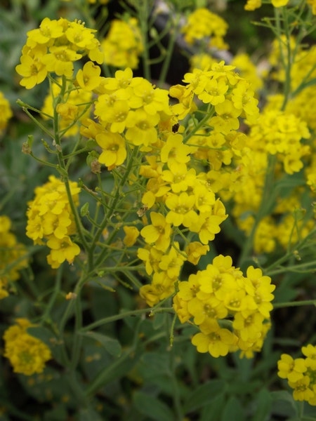 Schildzaad (Aurinia saxatilis 'Compacta')