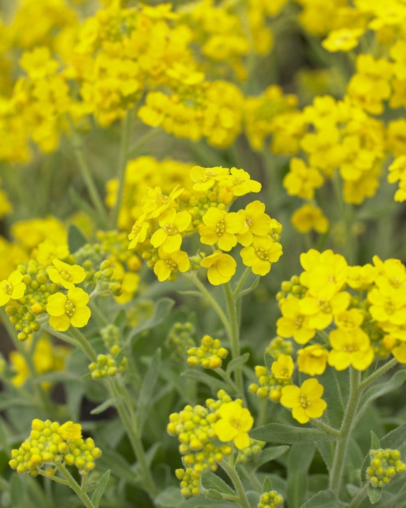 Schildzaad (Aurinia saxatilis)