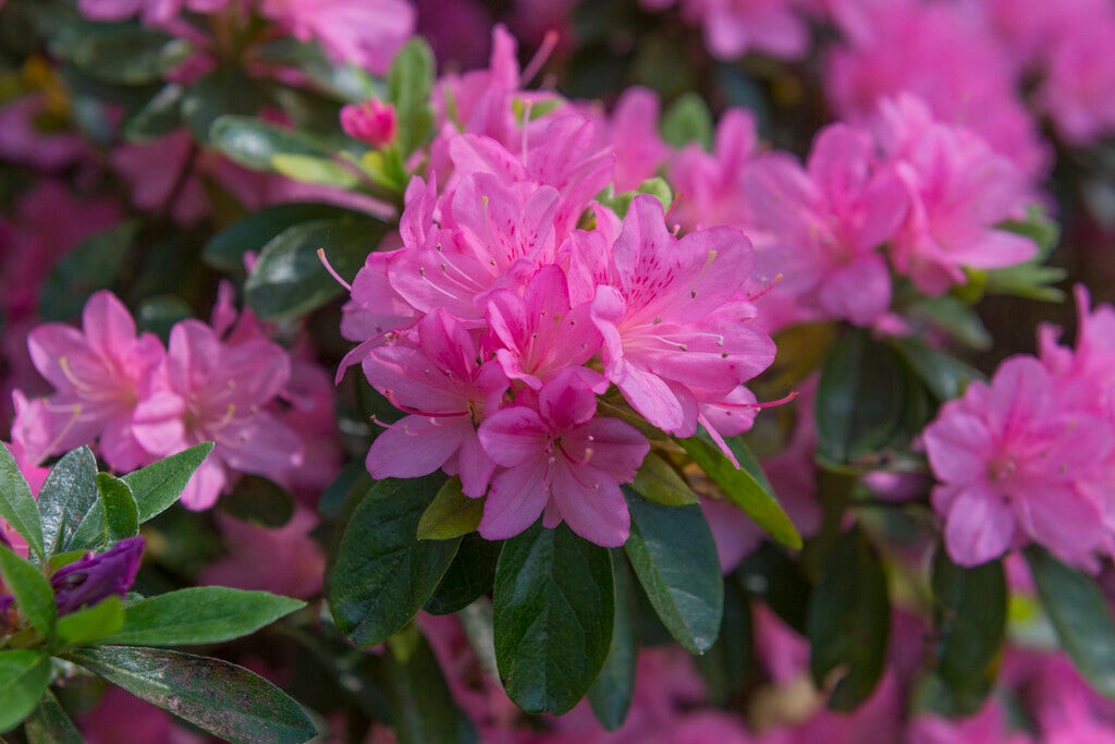 Japanse Azalea (Rhododendron 'Geisha Pink')