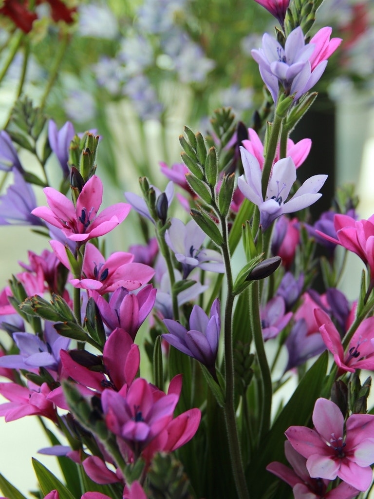 Baviaanbloem (Babiana stricta)