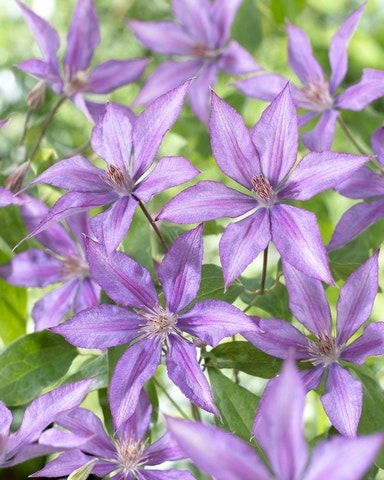 Bosrank (Clematis 'Dorothy Walton')