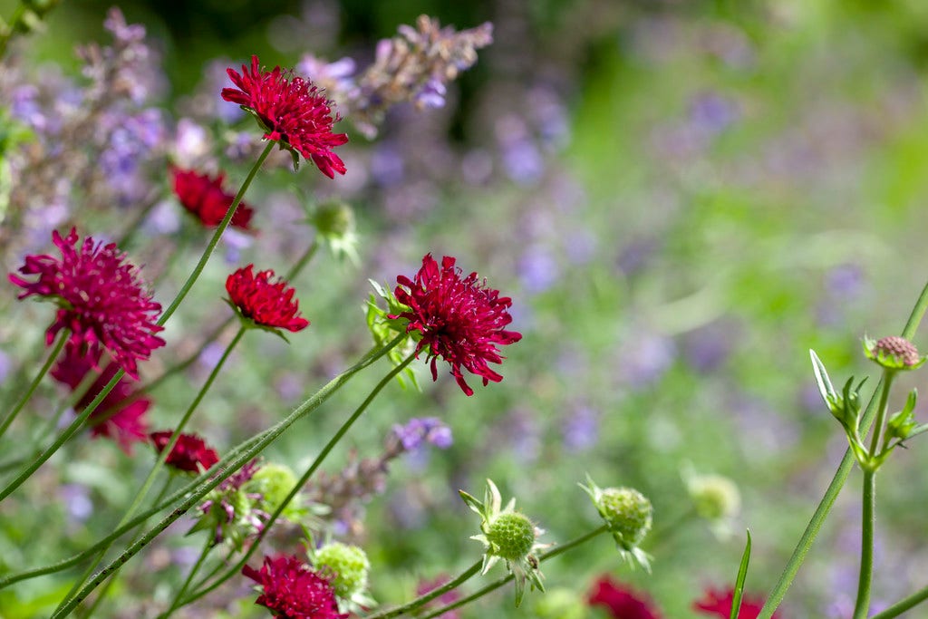 Beemdkroon (Knautia macedonica 'Mars Midget')