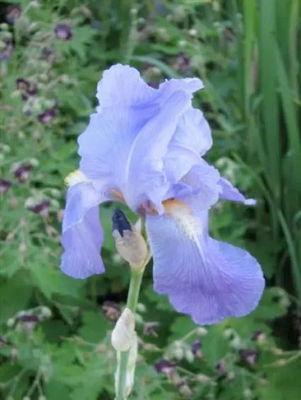 Lis/zwaardlelie (Iris 'Germanica-hybrid Empress of India')