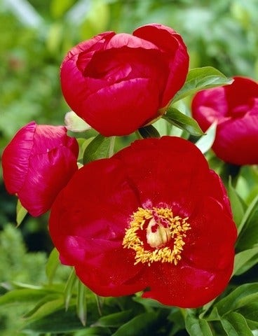 Pioenroos (Paeonia lactiflora Fabulous Flowers® 'Beautiful Red Belle')