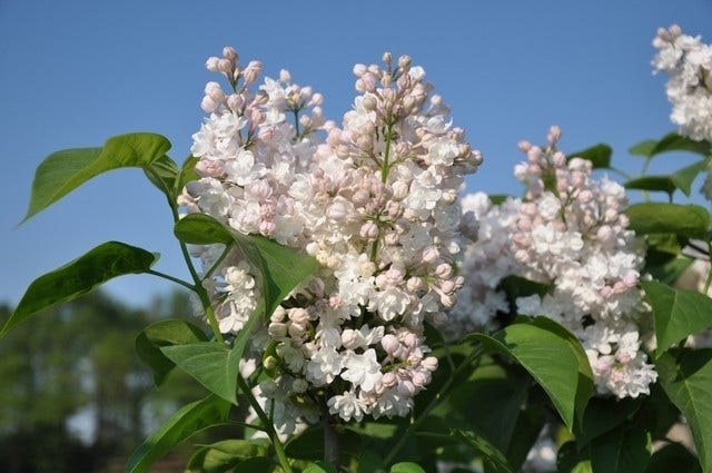 Sering op stam (Syringa vulgaris 'Beauty of Moscow')