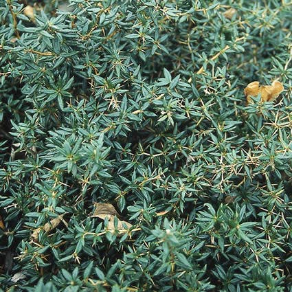 Zuurbes (Berberis candidula)