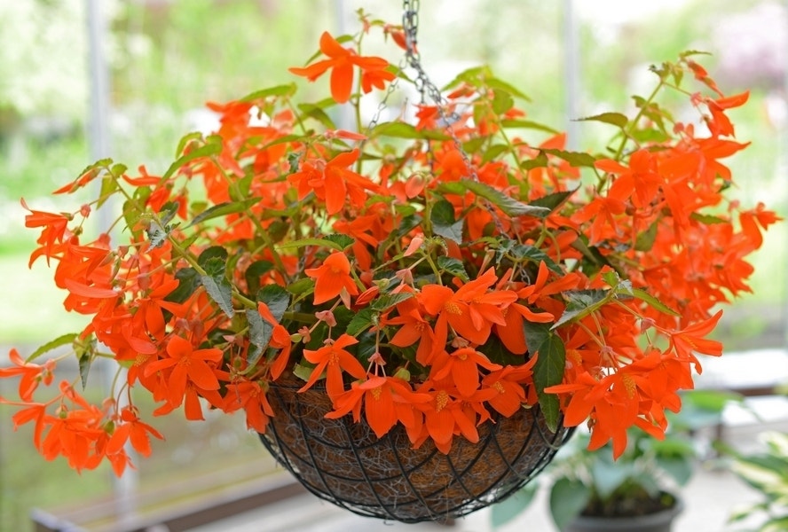 Begonia (Begonia bertinii)