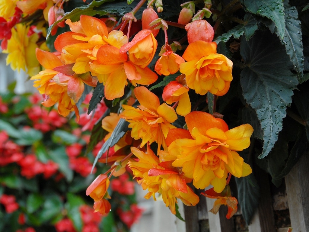 Hangbegonia (Begonia Pendula Cascade) oranje