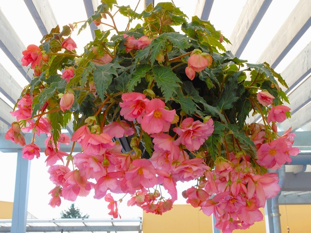 Hangbegonia (Begonia Pendula Cascade) roze