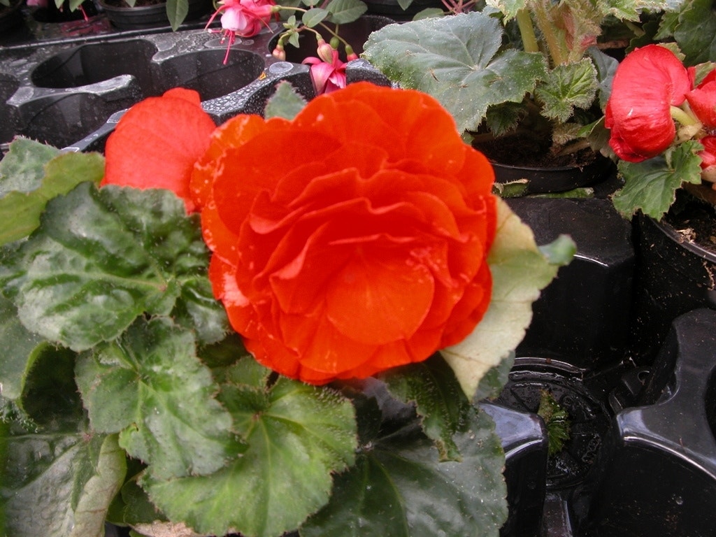 Begonia dubbel grootbloemig (Begonia grandiflora) oranje