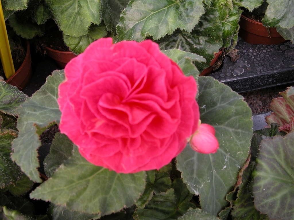 Begonia dubbel grootbloemig (Begonia grandiflora) roze