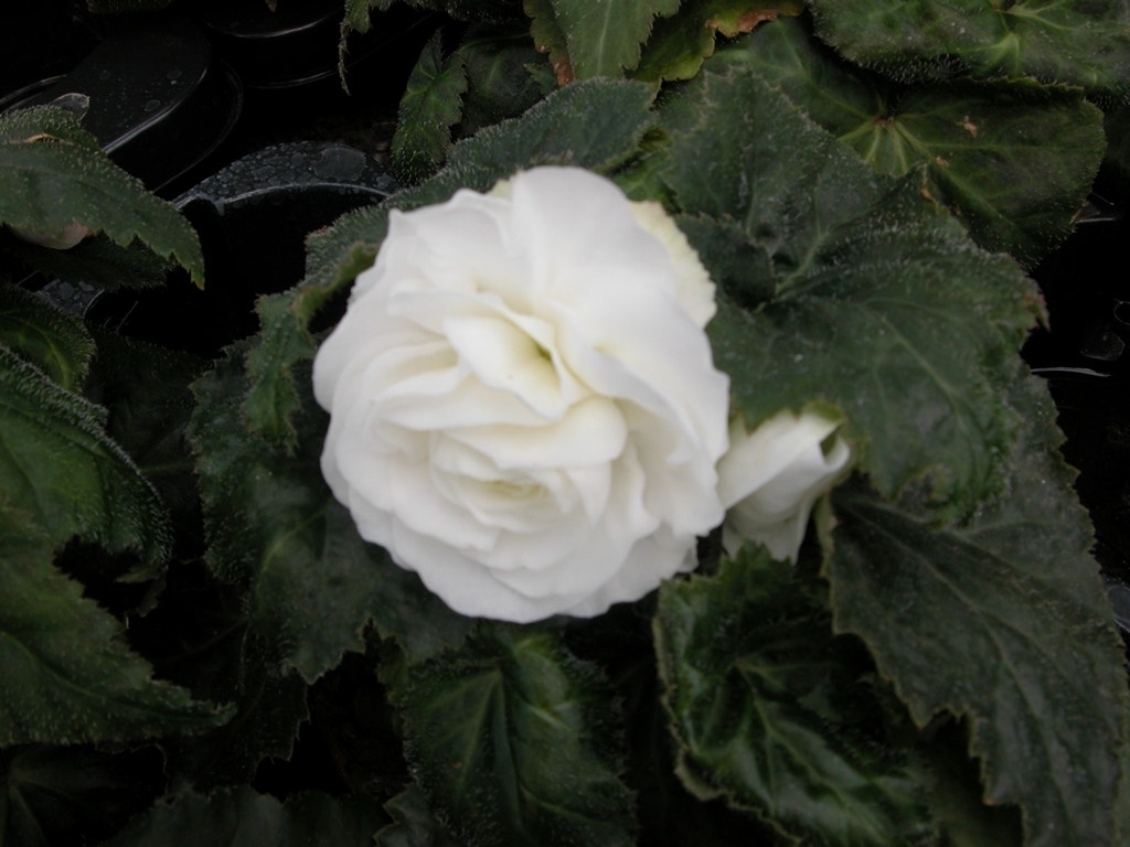 Begonia grootbloemig dubbel (Begonia grandiflora) wit