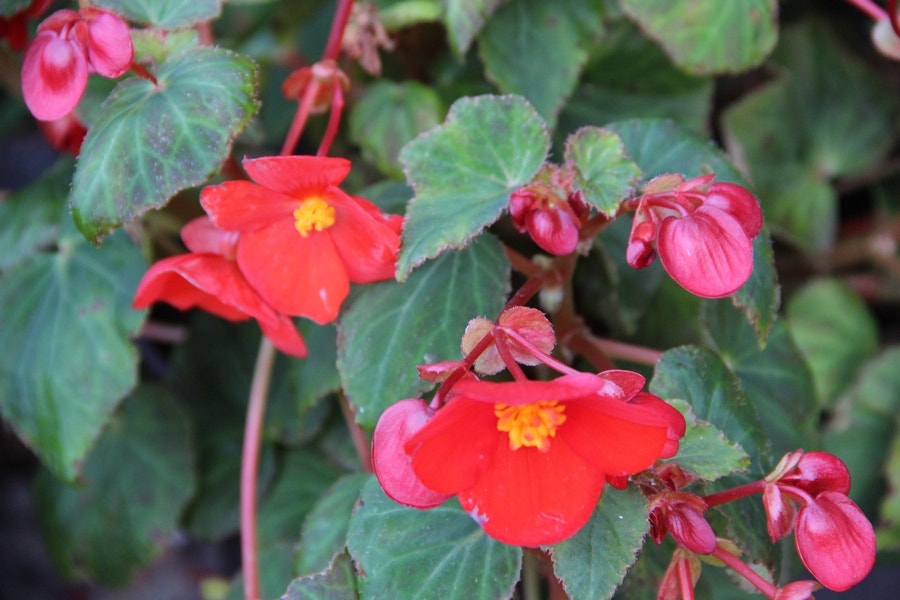 Begonia (Begonia multiflora 'Flamboyant')