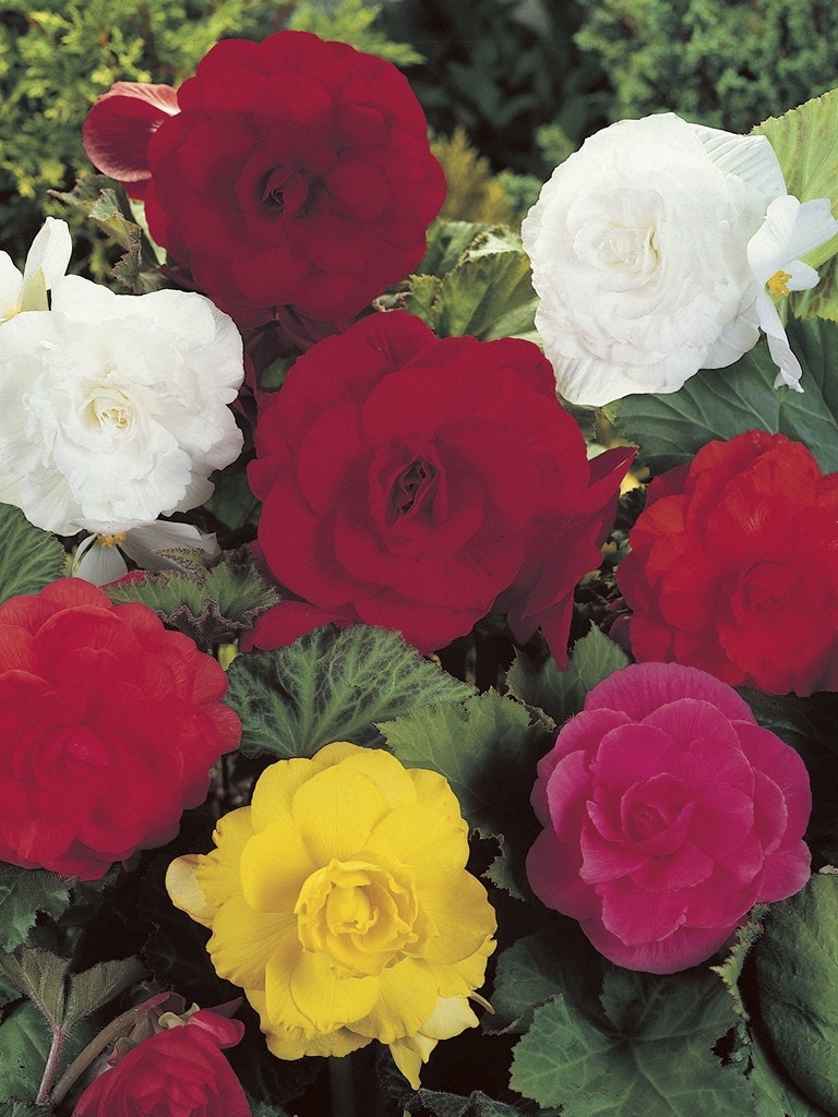 Begonia dubbel grootbloemig (Begonia grandiflora) mix